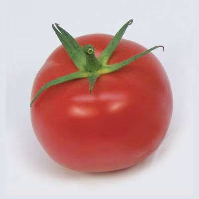 ตัวอย่าง Tomato ก่อนบดด้วยเครื่องบดตัวอย่าง FRITSCH